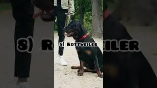 YOU WONT BELIEVE #1 🐶😱! #dogshorts #dogfacts #dogbreeds #top10 #top10dogs
