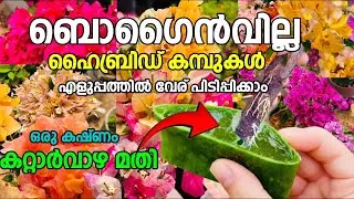 കറ്റാർവാഴ മതി ഹൈബ്രിഡ് ബൊഗൈൻവില്ല ചെടി വേര് പിടിപ്പിക്കാൻ ||bougainvillea plant care tips