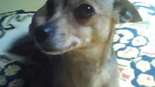 mel.3gp