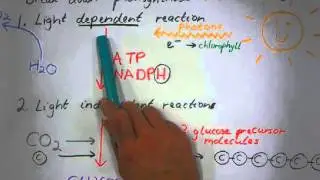 photosynthesis overview