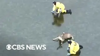 People help deer stuck on ice and more videos of good Samaritans helping others