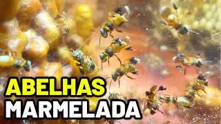Coloquei Estas Abelhas Na Caixa Transparente &ndash; Como Transferir Abelhas Marmelada