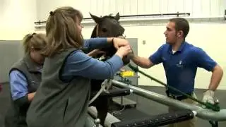 Equine Center Raises Bar in Horse Medicine