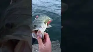 Bucco's alla ricerca del Bass￼