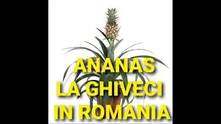 ANANAS PLANTAT LA GHIVECI  DIN FRUNZELE  FRUCTULUI ?