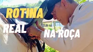 Um pouco da nossa paz e da lida de hoje. 🌿🤠 #CasalCariocaNaRoça #vidanaroça  #rotinanaroça