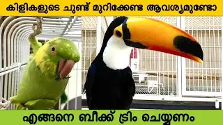How to trim bird's beak malayalam / how to cut beak malayalam / beak grinding or clipping malayalam