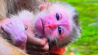 Luna tries comfort Rainbow by love when mom Libby don't give milk #lovelybabymonkey #babymonkey