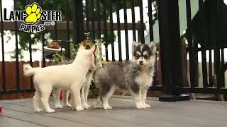 Sweet Pomsky Puppies
