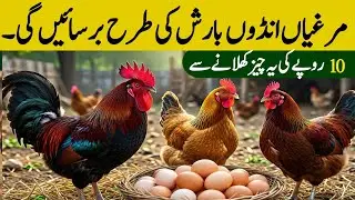 Anday na dene wali murghi ka ilaaj | Murghi anday na dein to kya karein | Complete Guide Poultryform