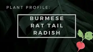 The BURMESE RAT TAIL RADISH: The Greatest Vegetable You've Never Heard Of