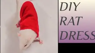 Diy rat dress / chuhe ke liye dress kaise bnaye / Rat for dress cutting and stitching