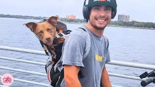 Rescue Dog Once Too Scared to Look Up Now Faces the World Calmly