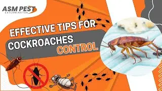 Cockroach Control ASM Pest Exterminator
