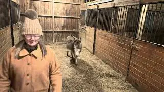 Time to feed the horses. Duke is a stinker 🦨 