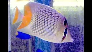 アミメチョウチョウウオ　Pearlscale butterflyfish　Chaetodon xanthurus