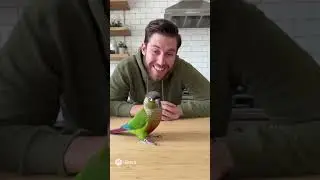 #TalkingParrot #FunnyPetVideo #ManVsBird #RoastBattle #ViralShorts #ParrotComedy #PetShorts #Animal