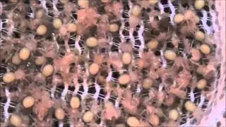 tarantula eggs with legs turn into first instar