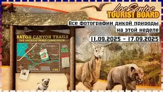 GTA Online - Shoot Animals Photography Challenge | 2X GTA $ и RP за фотоохоту (Часть 1)