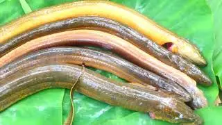 Amazing Video Cooking Eel in Wild, Stir-Fried Eel, Yummy Eating | Eel Recipe