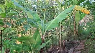 Original syntropic food forest trial garden
