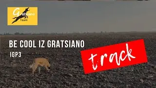 Belgian malinois Be Cool iz Gratsiano IGP3 Track 93 points