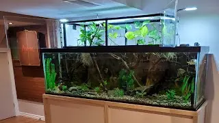 125 gallon clouded archerfish aquarium 😉👌