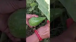let me know about this veg #farmer #vegetable #farmerlife @gardening_lover7469