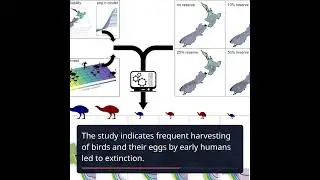 The Unavoidable Extinction of New Zealand's Moa: A Cautionary Tale