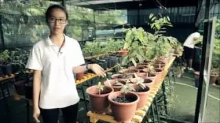 UWCSEA Rainforest Restoration Project