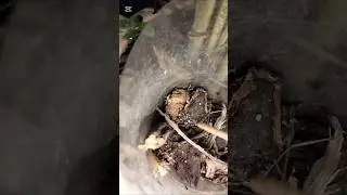 Amazing frog hiding #cat #dog #lizards #grasshopper #worms #frog #animal