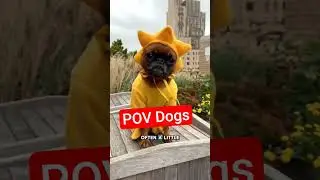 Brussels Griffon: a breed bursting with personality. #brusselsgriffon #unitedstates #asia #dogbreed