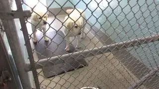 Inside an Animal Research Laboratory: Spring the Yellow Lab's Limp