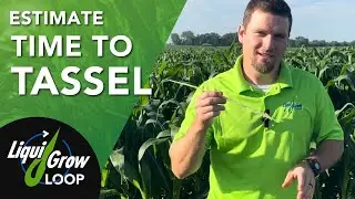 Staging Corn for VT Fungicide Application