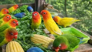 Lovebird Colorful 💚❤️#lovebirds #sunconure #parrotlover #birds #cutelovebird