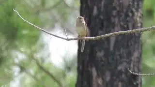 Bachman's Sparrow