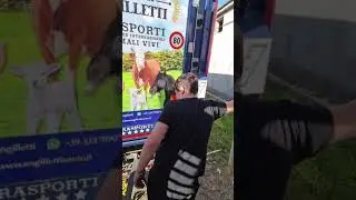 trasporti animali vivi Angilletti