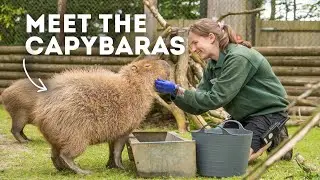 Meet The Capybara! | Paradise Wildlife Park