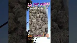 Pop Rocks | Exotic Indica | 25% THCa | Euphoric & Creative | Caryophyllene + Terpinolene #thca