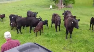 RT Bowen Co Heifers