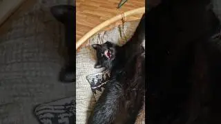 Old Black Cat Relaxing Big Time! #cats