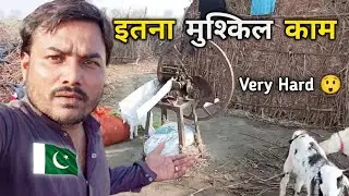 Village Vet Reality 🇵🇰 Traditional Animal Care in Pakistan Hindu Homes 😱 #vijaydharma 