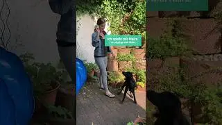 Jacqueline's Terrace Adventures: Relaxing, Playing, and Gardening with Naira 🌿🐶 #germanlesson