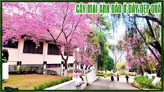 Đà Lạt : Cây Mai Anh Đào ở đây đẹp quá, nở rộ đâu cũng thấy, du khách vây kín chụp ảnh