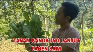 Kegiatan pagi dikampung tanam kangkung dan panen sawi