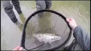 Steelhead on the Rocky River, Ohio