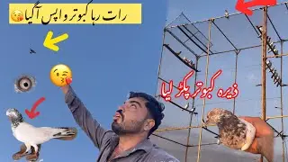 Hamara rat wala kabootar suba wapis ha ghia😘🥰||joro wala kabootar pakar lie🕊️❤️🐓