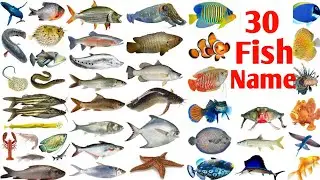 মাছের নাম শিখুন | Learn name of Fish in Bengali & English | Fish name for kids | 2023