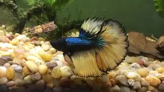 Feeding my betta ✨insects✨for dinner- Magic mystic