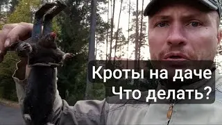 Как избавиться от кротов на даче, советы профессионала.
